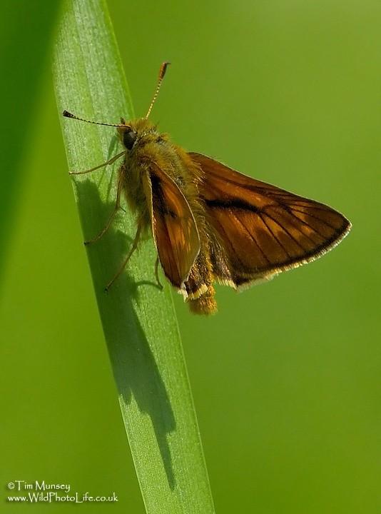 Large Skipper 17_06_06.jpg